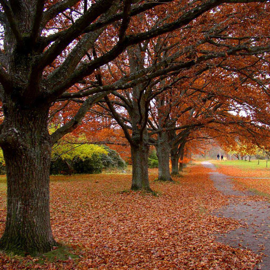 Champion of Korean Street Food